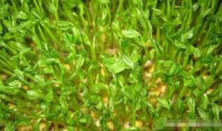 绿豆芽的家常种法 绿豆芽种植方法
